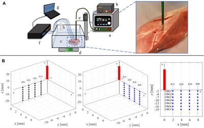 Multiscale and Multiphysics Modeling of Anisotropic Cardiac RFCA: Experimental-Based Model Calibration via Multi-Point Temperature Measurements